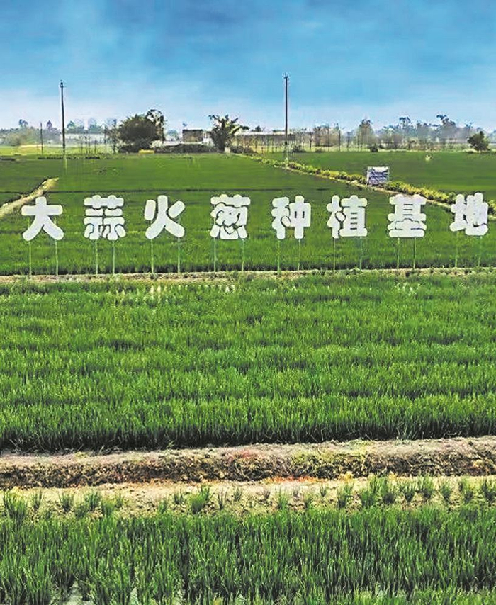 火葱种植基地这几日"中国大葱韩国进口量暴增760% 韩国人狂啃中国大葱