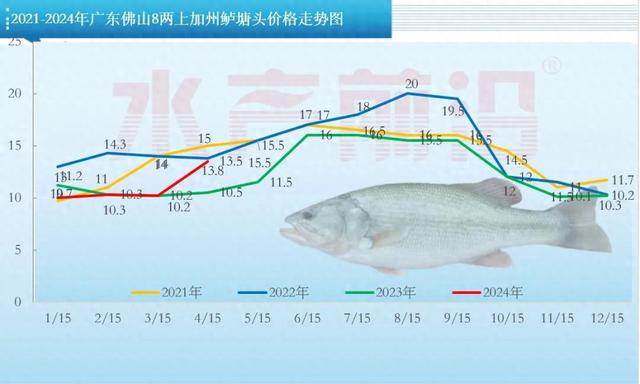 缺鱼!最高再涨2.5元/斤!火箭鲈后市继续看好!
