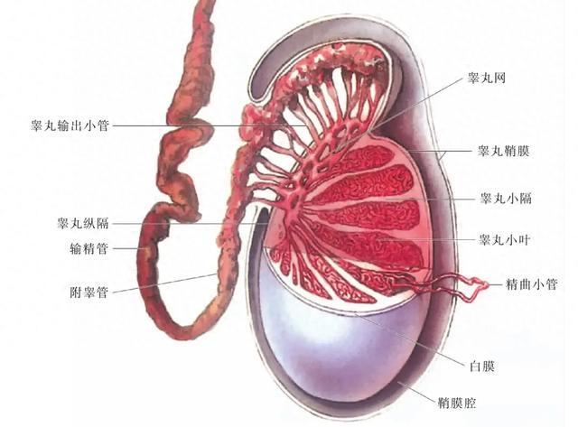 男生蛋蛋下面图片