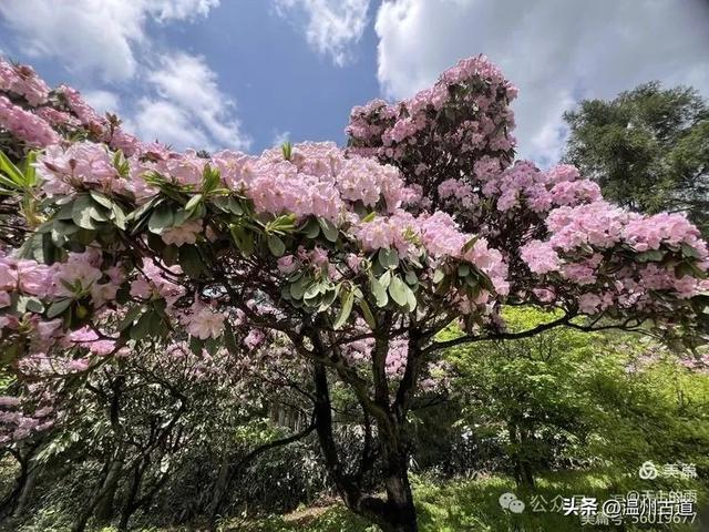 天台山的云锦杜鹃,是一种常绿大灌木,高约四