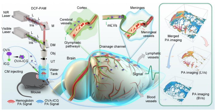 研究团队开展了对小鼠脑膜淋巴管的开创性观察与研究