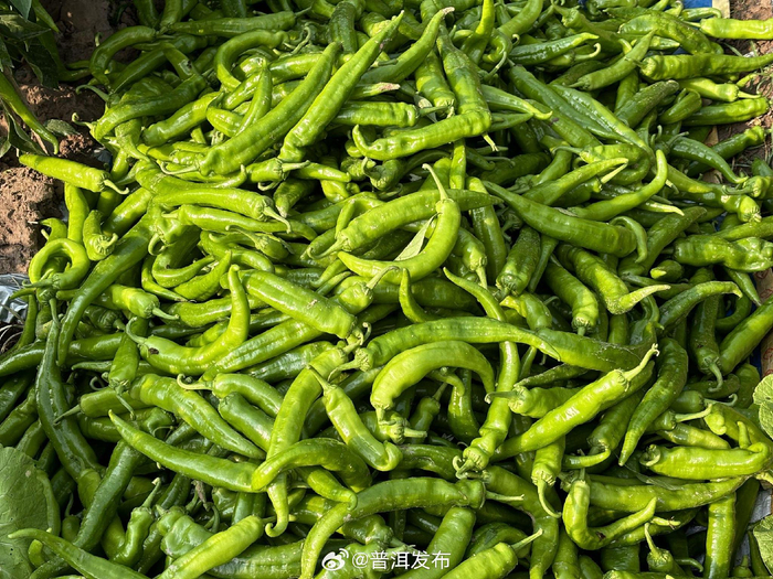 云南景谷正兴镇:羊角椒"火辣"登场 奏响致富"椒"响曲