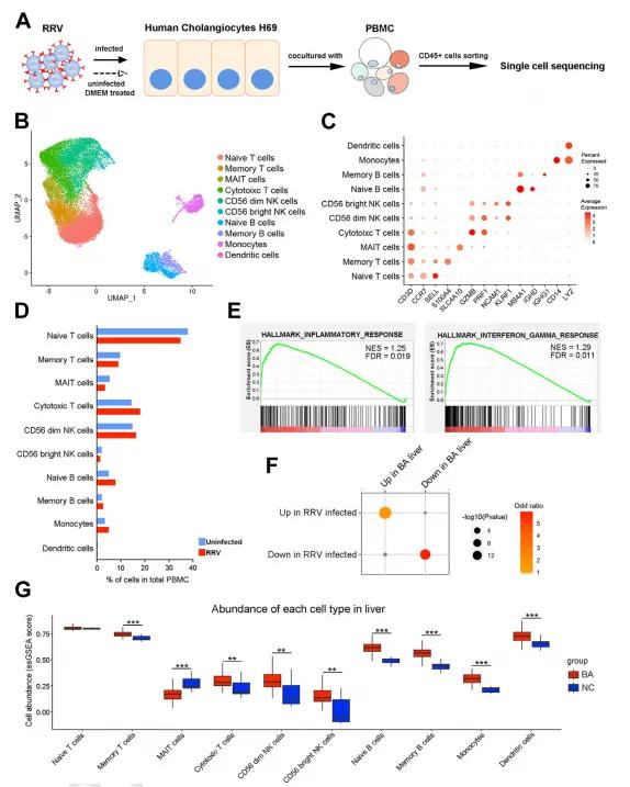 ebiomedicine | 中山大学罗镇华/冯旭阳/刘钧澄团队揭示黏膜相关恒定t