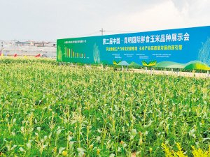 昆明国际鲜食玉米品种展示会启幕