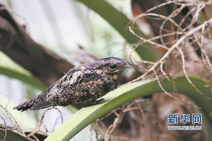 深圳常见鸟类 小区图片