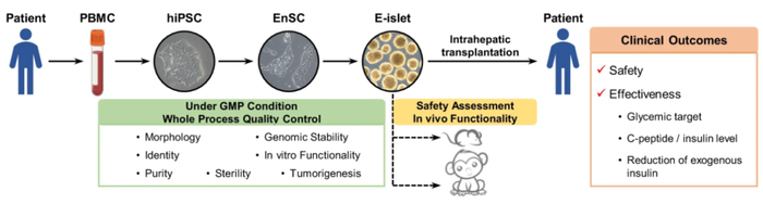 E-islet制备、质量控制及移植安全性和有效性评估的主要流程