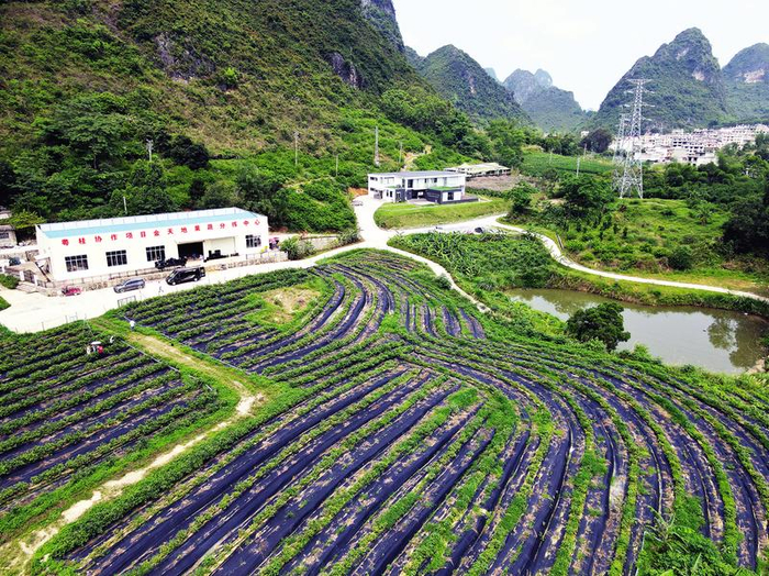 马山县:蓝莓丰收在望 农文旅融合奏响"音乐汇"