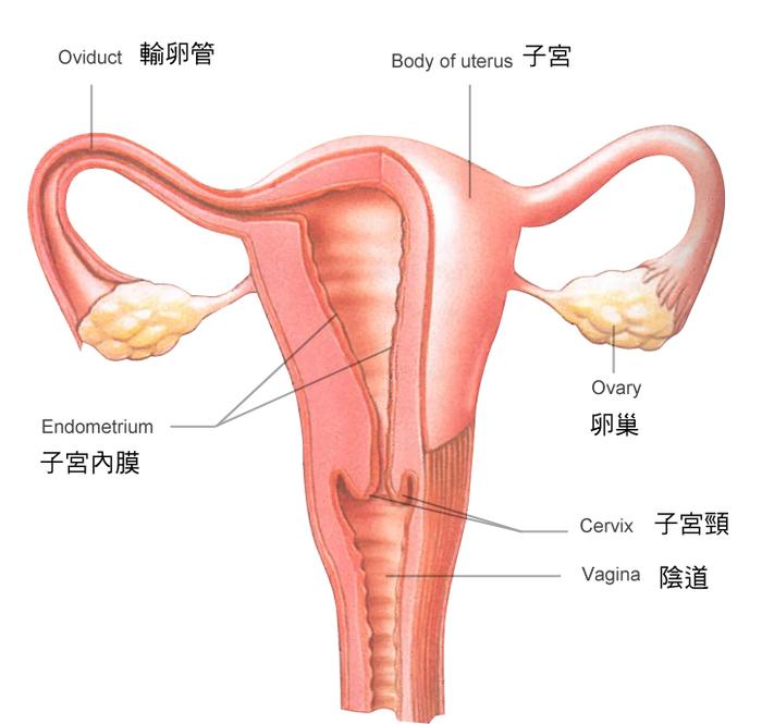 宫颈口歪到左边的图片图片