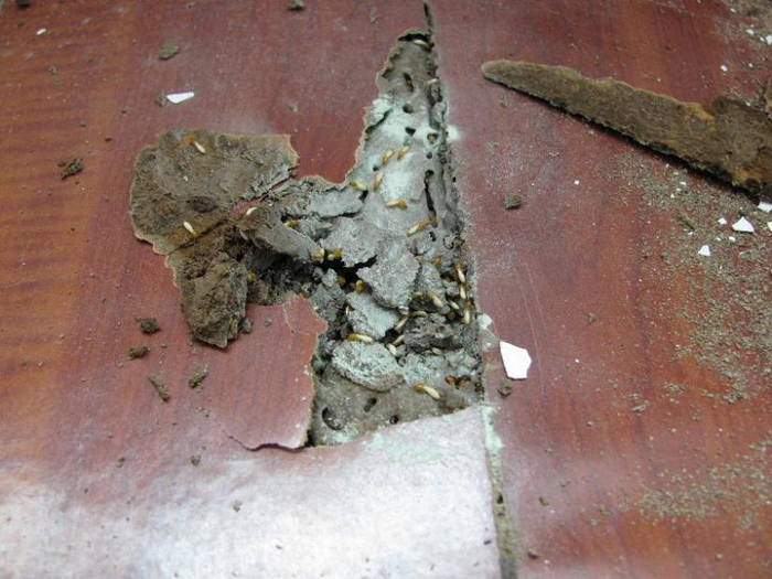 白蚁蛀蚀木地板●房屋建筑怎样预防白蚁?