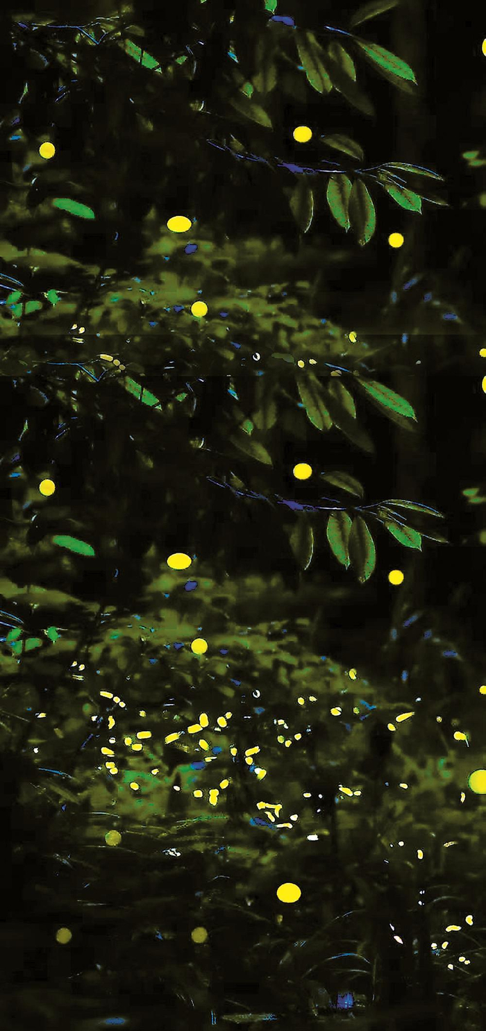 萤火飞舞点亮夜间经济|萤火虫|天台山_新浪新闻