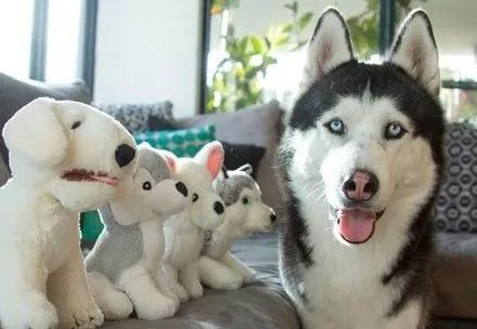 当哈士奇的爱情有了第三者出现后,一切都变了!