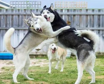 当哈士奇的爱情有了第三者出现后,一切都变了!