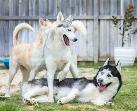 当哈士奇的爱情有了第三者出现后,一切都变了!