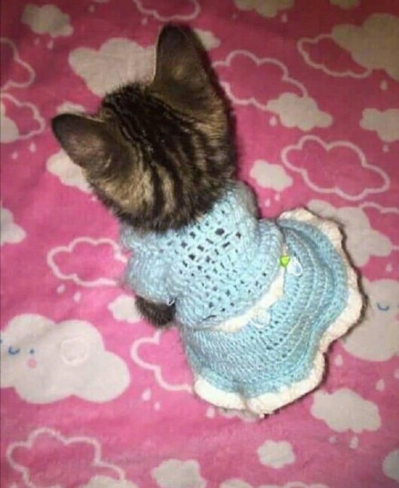 小猫咪穿上裙子,好美(pato)