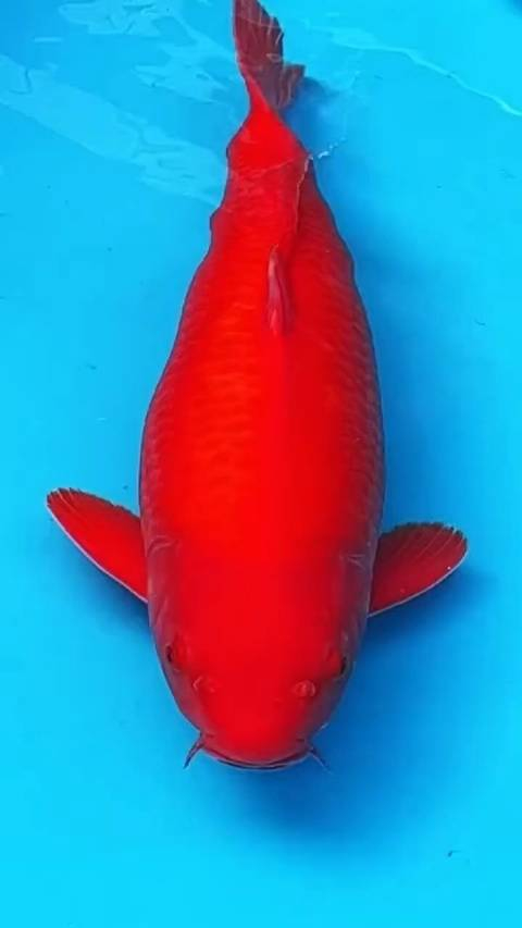 红鲤报喜,预示好事将至