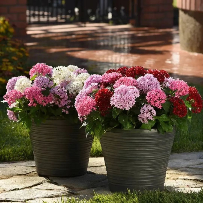 耐热耐晒的盆栽五星花,可以一直开到冬季,很像龙船花