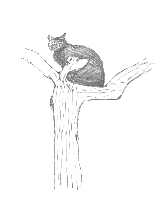 浮光微影 | 老张的花园