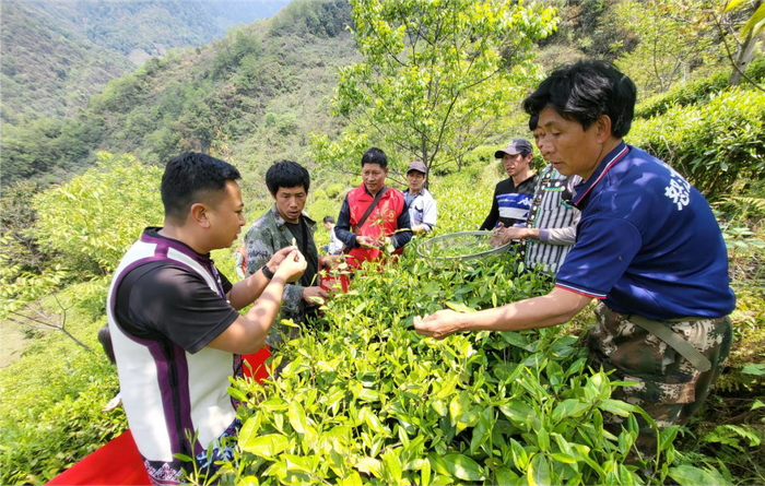 眼下正是高山茶采摘的黄金时节,马吉乡乔底村碧扒娃小组的茶农面临