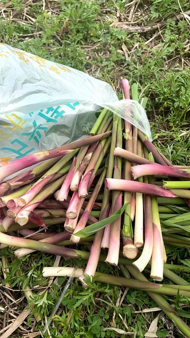 散文丨熊其雨:春日限定野菜图