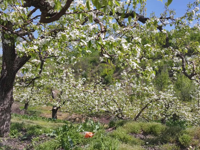 海城鞍山最后梨花海4月29日大风没太影响接文镇王家村