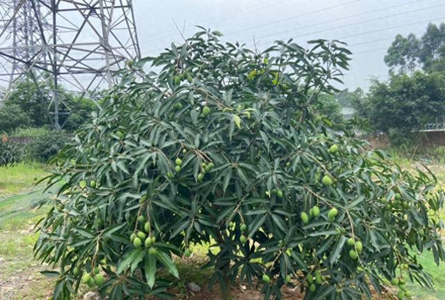 走进夏茅香芒种植园,记者看到,不少芒果树已长到近两米高,枝繁叶茂.