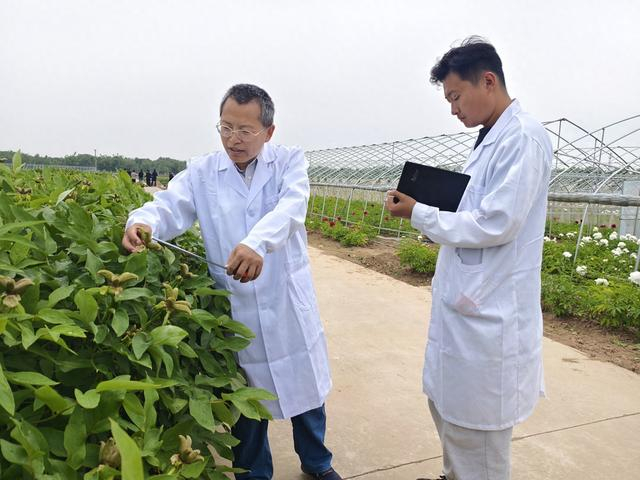 参加工作30年来,王连祥一直扎根农业科研与技术推广第一线,从事新型