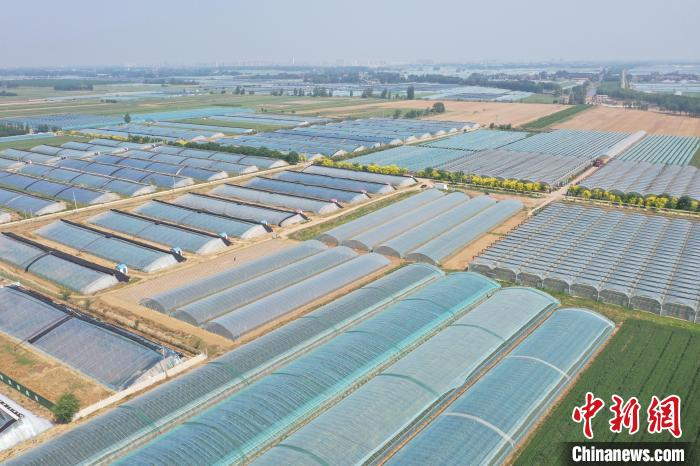 "中国设施葡萄之乡"河北饶阳11万亩葡萄陆续成熟