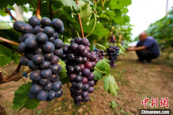 "中国设施葡萄之乡"河北饶阳11万亩葡萄陆续成熟