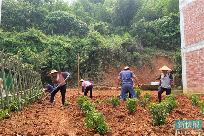 云浮市郁南县宋桂镇:绿富结合 推动"乡村绿化 庭院经济"同步共振