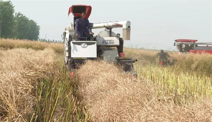 湖北浠水:45万亩油菜丰收 良技良机收割忙