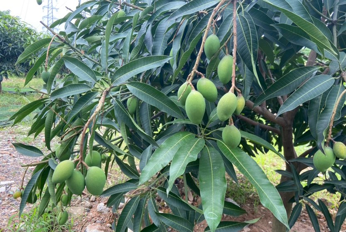 走进夏茅香芒种植园,记者看到,不少芒果树已长到近两米高,枝繁叶茂