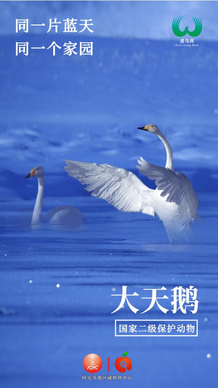 【组海报】爱鸟护鸟,一起守护蓝天精灵