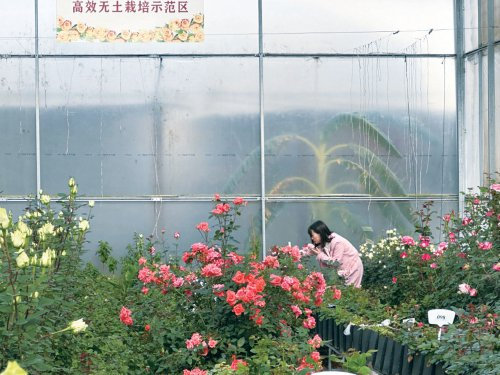 　　在云南通海县云秀花卉有限公司的国家级无土栽培标准化示范区，访客正在与盛开的月季拍照。　农民日报·中国农网记者　郭诗瑀　摄