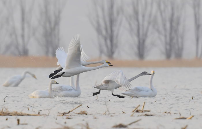 2023年3月13日，官厅水库，三只天鹅从水面上起飞，以家庭为单位悠闲觅食。  新京报记者 李木易 摄