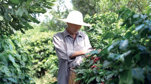 　　在中咖保山潞江坝咖啡种植基地，咖农正在采摘咖啡豆。　受访者供图