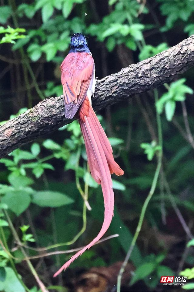 【每日一图@湖南】不愧是"林中仙子",寿带鸟长尾摇曳仙气飘飘