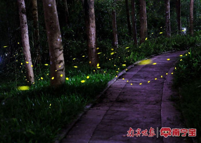 南宁这座公园荧光闪闪|萤火虫|南宁市_新浪新闻