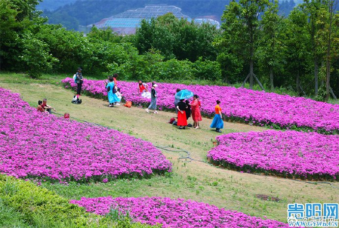 爽爽贵阳等你来:花画小镇繁花似锦,七彩地毯等你来拍