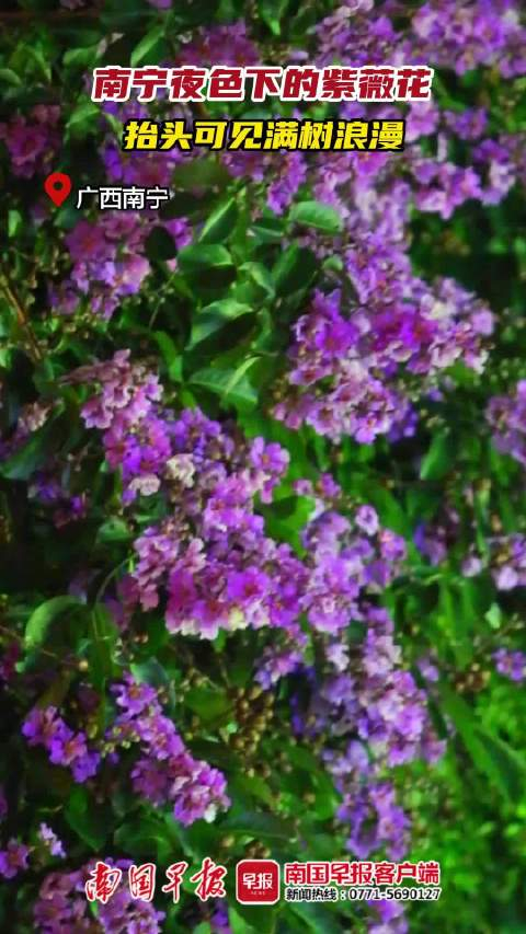 一起来看南宁夜色下的紫薇花,抬头可见满树浪漫