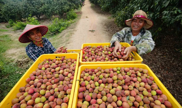 陵水隆广镇丰润荔枝种植基地，荔农在收获荔枝。图片来源：海南日报