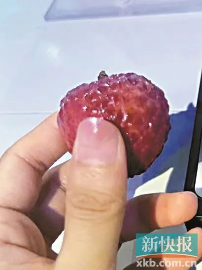 ▲解冻完成的冻眠荔枝。