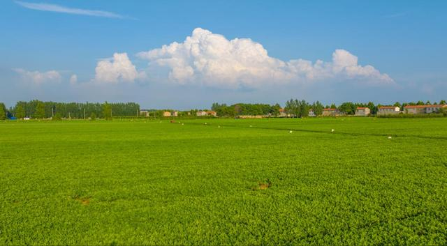 河南兰考打造绿色花生小镇 引领乡村振兴新篇章