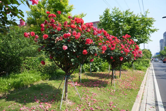 泸定路于2017年被评为上海市绿化特色道路,其位于普陀区长风生态商务