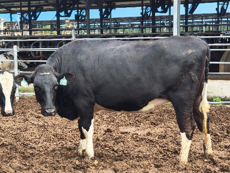 新质生产力赋能 陕西首头高育种值克隆奶牛出生