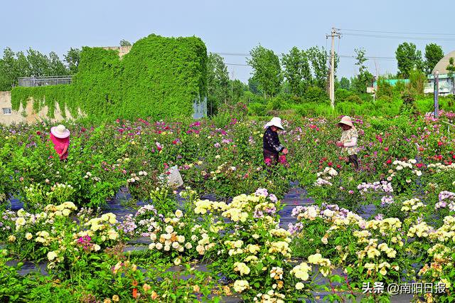 非凡3年·牢记嘱托拼发展 感恩奋进勇争先|盛世花开 出彩南阳