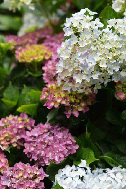 美好生活在云南|昆明郊野公园绣球花开无尽夏,邂逅初夏里的一抹蓝