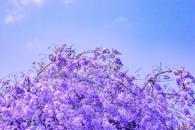 生态文学丨何辉:春满紫藤谷