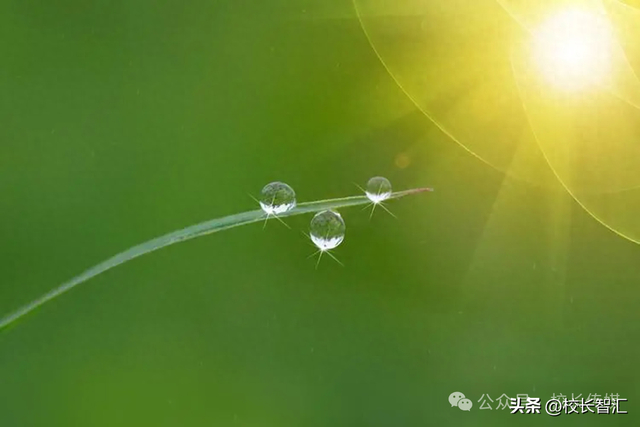 每一棵草都有一滴露珠原创作者|王柳(平高集团大理宾川高平一中语文