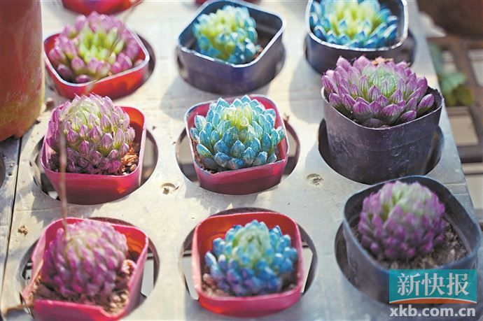 "炫彩多肉"成新宠 有店主承认是"喷漆多肉"
