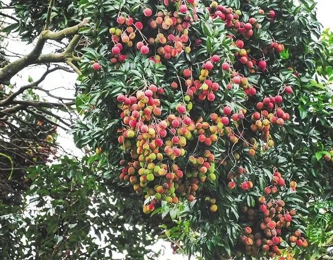 硕果累累的海口市秀英区石山镇儒豪村的野生荔枝树。图片来源：海南日报